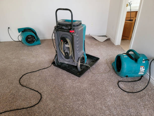 Best Mold removal after water damage  in Long Creek, IL